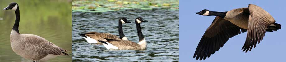 canada goose control cheshire - canada goose standing, canadian geese swimming, goose flying